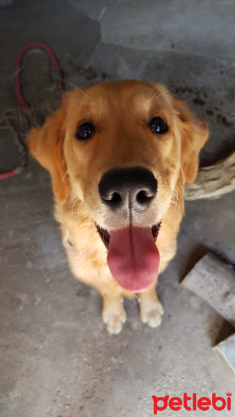 Golden Retriever, Köpek  john fotoğrafı