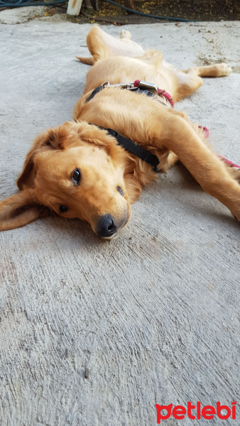 Golden Retriever, Köpek  john fotoğrafı