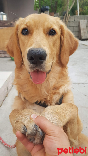 Golden Retriever, Köpek  john fotoğrafı