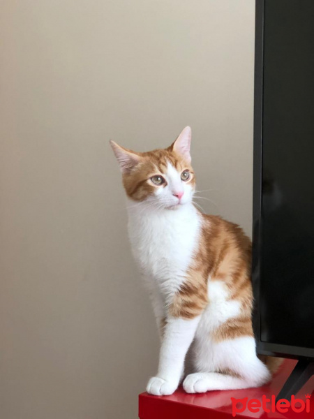 Sarman, Kedi  Sezar fotoğrafı