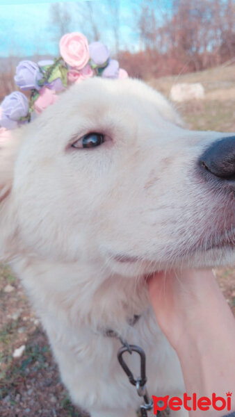 Kuvasz, Köpek  bobby fotoğrafı