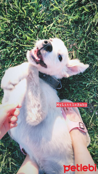 Kuvasz, Köpek  bobby fotoğrafı