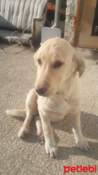 Labrador Retriever, Köpek  Şila Tatlıses fotoğrafı