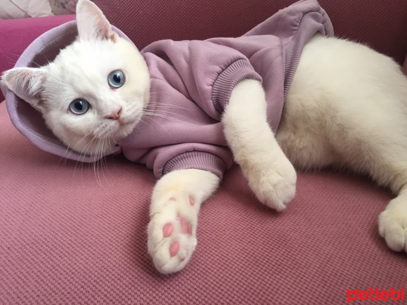 British Shorthair, Kedi  Pamuk fotoğrafı