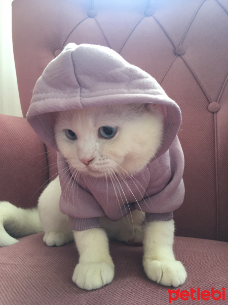 British Shorthair, Kedi  Pamuk fotoğrafı