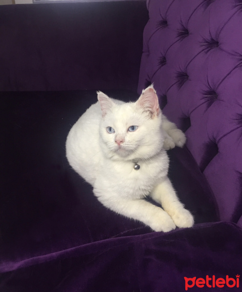 British Shorthair, Kedi  Pamuk fotoğrafı