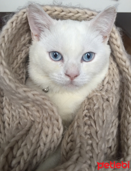 British Shorthair, Kedi  Pamuk fotoğrafı