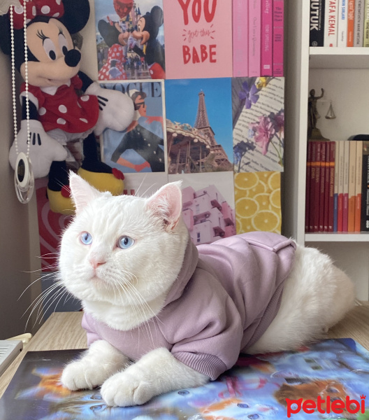British Shorthair, Kedi  Pamuk fotoğrafı
