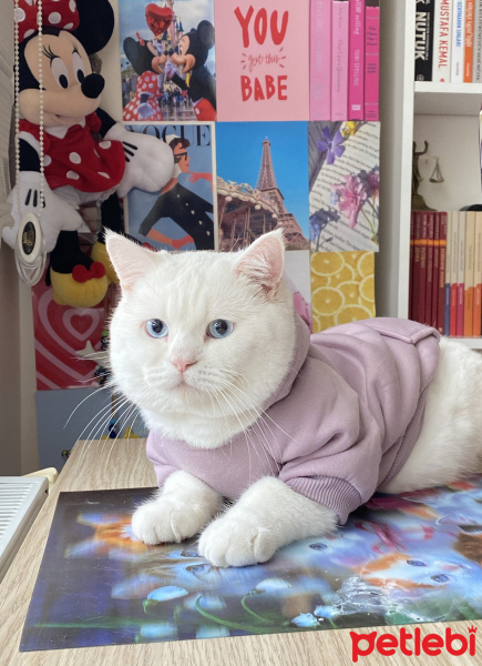 British Shorthair, Kedi  Pamuk fotoğrafı