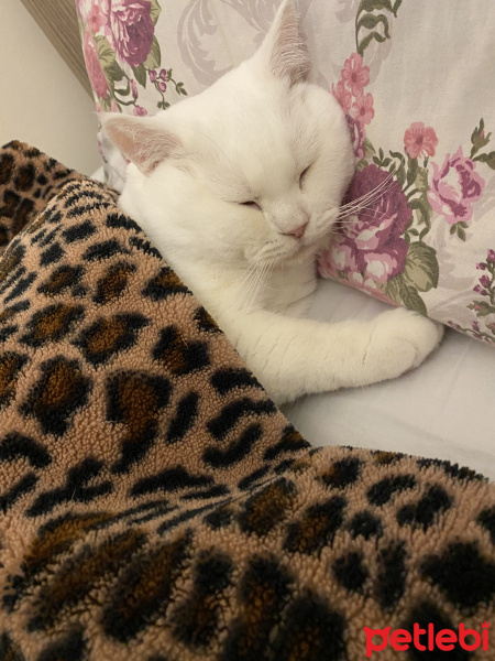 British Shorthair, Kedi  Pamuk fotoğrafı