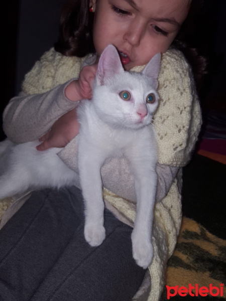 Tekir Kedi, Kedi  SARMAN fotoğrafı