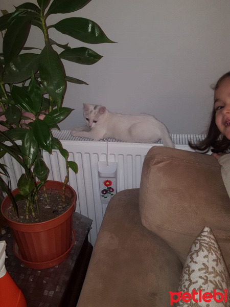 Tekir Kedi, Kedi  SARMAN fotoğrafı