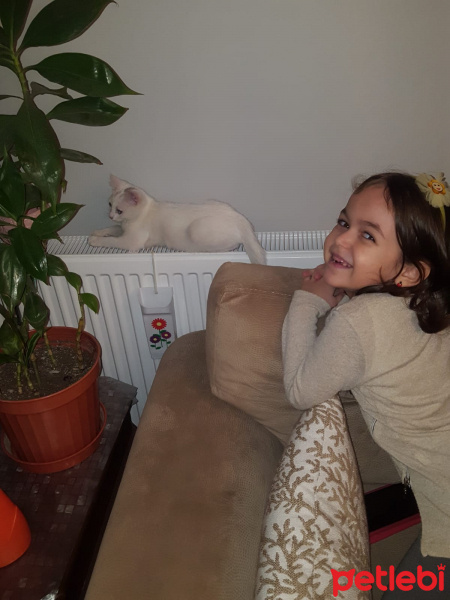 Tekir Kedi, Kedi  SARMAN fotoğrafı