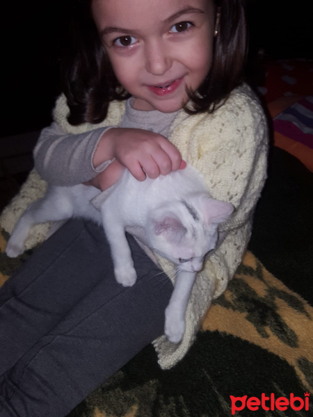 Tekir Kedi, Kedi  SARMAN fotoğrafı