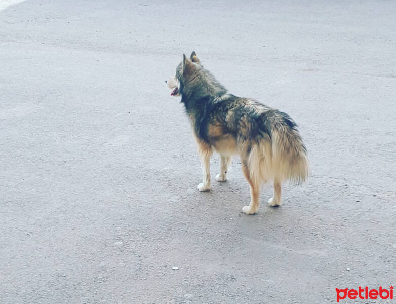 Alaskan Malamute, Köpek  Budy fotoğrafı