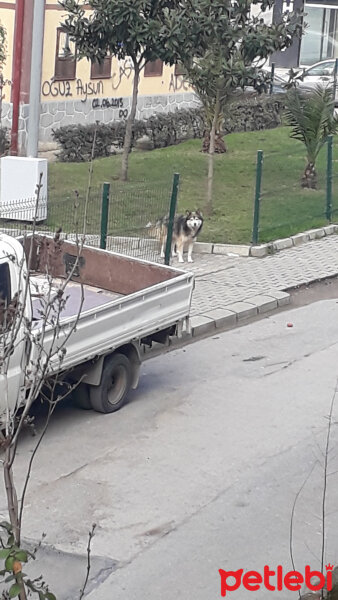 Alaskan Malamute, Köpek  Budy fotoğrafı