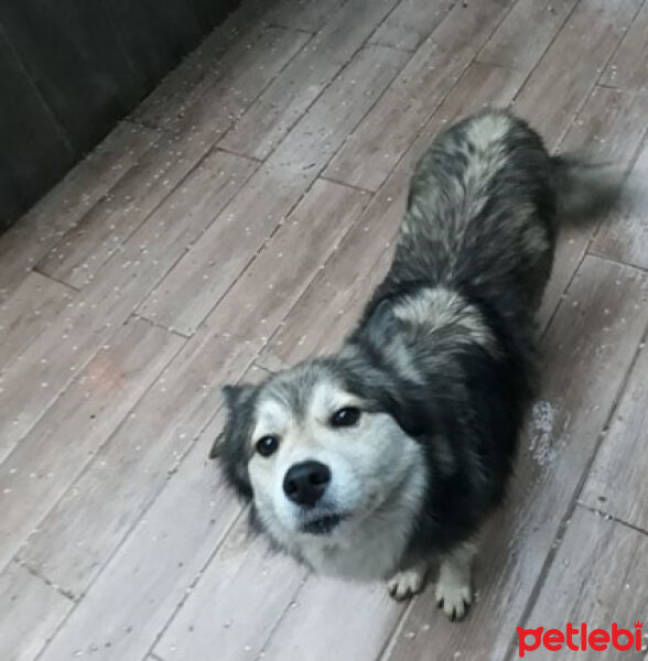 Alaskan Malamute, Köpek  Budy fotoğrafı