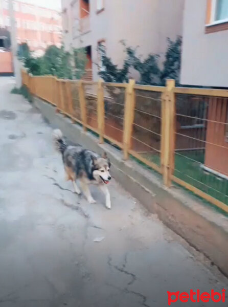 Alaskan Malamute, Köpek  Budy fotoğrafı