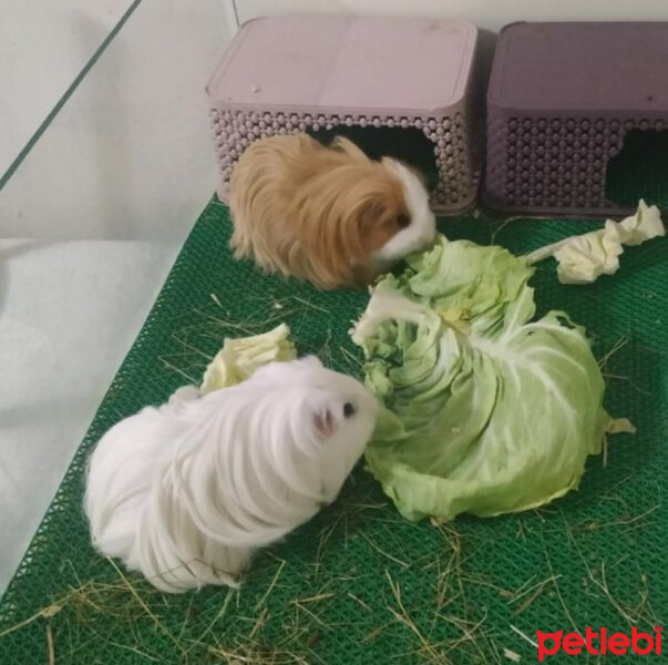 Guinea Pig, Kemirgen  GUİNEA PİG fotoğrafı