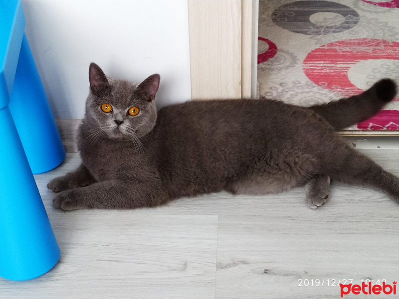 British Shorthair, Kedi  Nazlı fotoğrafı