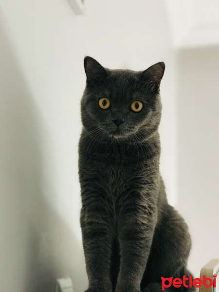British Shorthair, Kedi  Duman fotoğrafı
