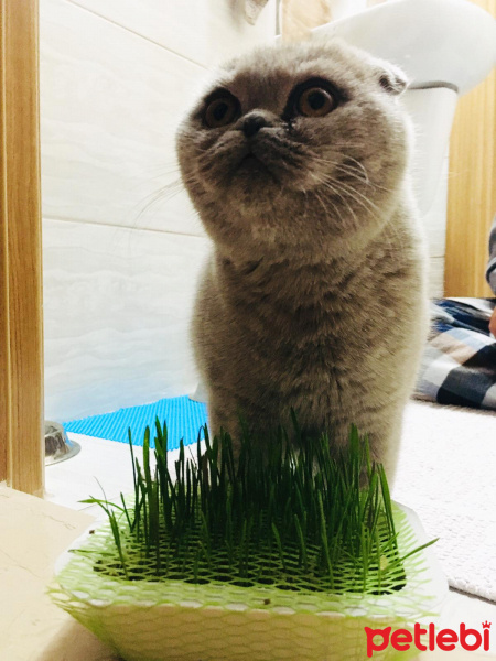 Scottish Fold, Kedi  Apollo fotoğrafı