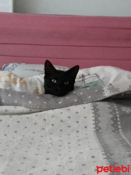 Bombay, Kedi  Pamuk fotoğrafı