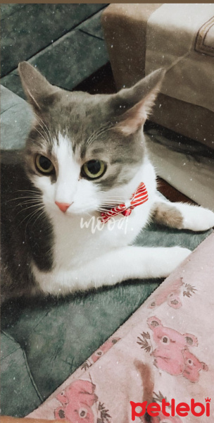 British Shorthair, Kedi  Müezaa fotoğrafı
