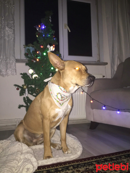 Amerikan Staffordshire Terrier, Köpek  Jessica fotoğrafı