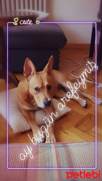 Amerikan Staffordshire Terrier, Köpek  Jessica fotoğrafı