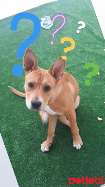 Amerikan Staffordshire Terrier, Köpek  Jessica fotoğrafı