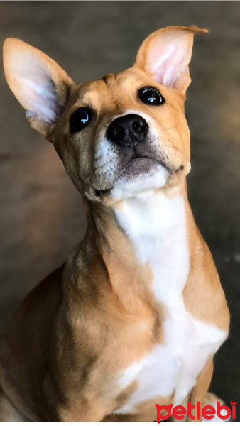 Amerikan Staffordshire Terrier, Köpek  Jessica fotoğrafı