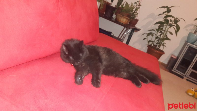 Bombay, Kedi  Zeytin fotoğrafı