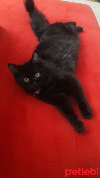 Bombay, Kedi  Zeytin fotoğrafı