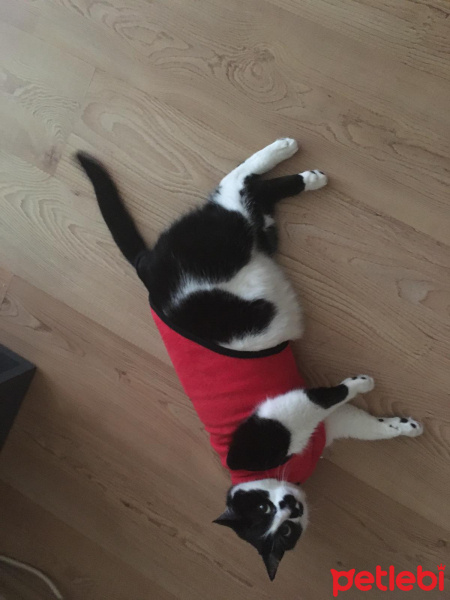 Tekir Kedi, Kedi  Pıt fotoğrafı