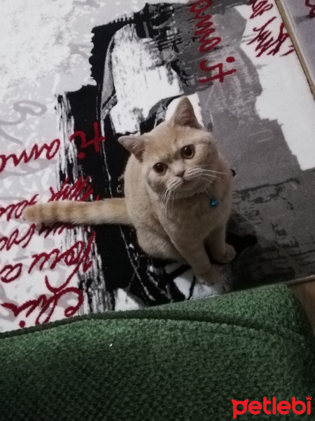 British Shorthair, Kedi  Asil fotoğrafı