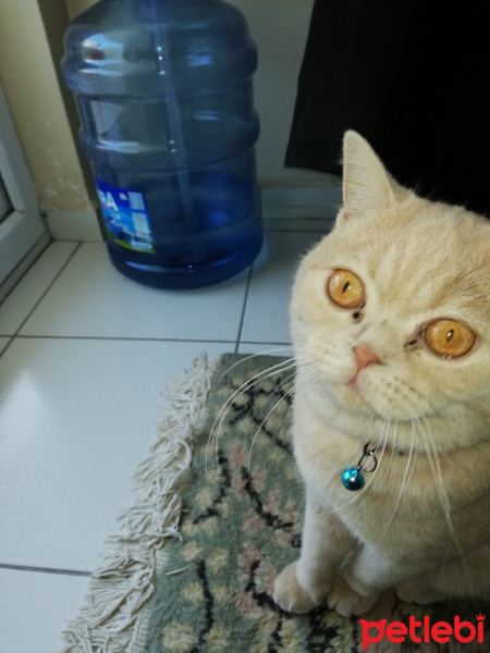 British Shorthair, Kedi  Asil fotoğrafı