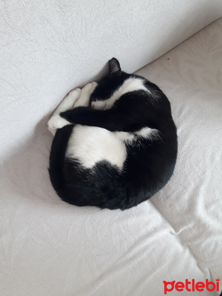 Tekir Kedi, Kedi  Pamuk fotoğrafı