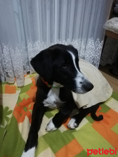Kangal, Köpek  FINDIK fotoğrafı