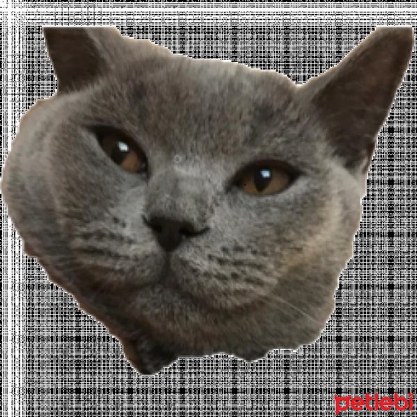 British Shorthair, Kedi  Excel fotoğrafı