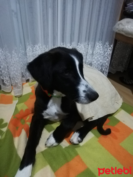 Akbaş, Köpek  Fındık fotoğrafı