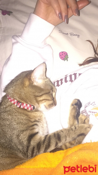 Tekir Kedi, Kedi  Pisi fotoğrafı