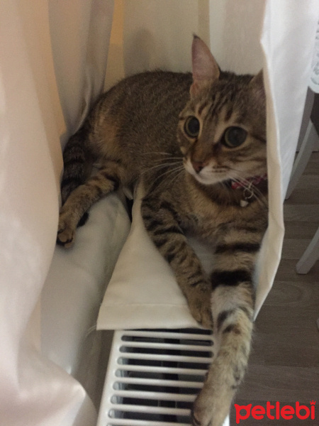 Tekir Kedi, Kedi  Pisi fotoğrafı
