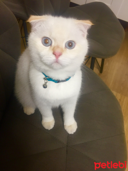 Scottish Fold, Kedi  Oscar fotoğrafı