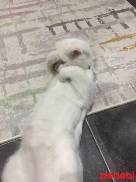 Scottish Fold, Kedi  Oscar fotoğrafı