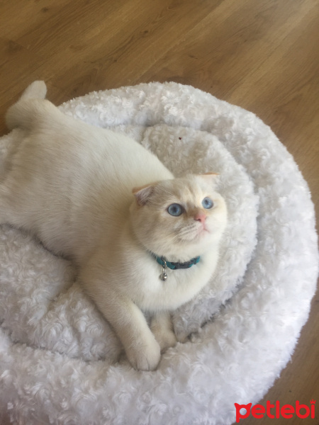 Scottish Fold, Kedi  Oscar fotoğrafı