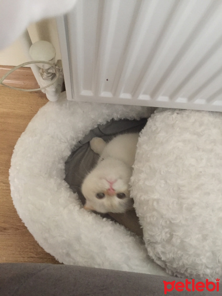 Scottish Fold, Kedi  Oscar fotoğrafı