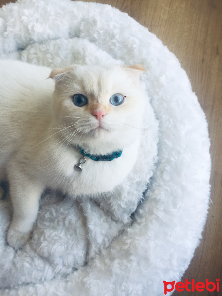 Scottish Fold, Kedi  Oscar fotoğrafı