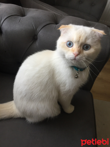 Scottish Fold, Kedi  Oscar fotoğrafı