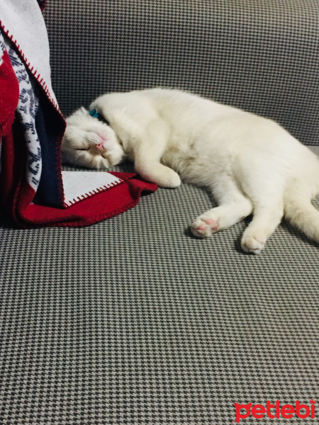 Scottish Fold, Kedi  Oscar fotoğrafı